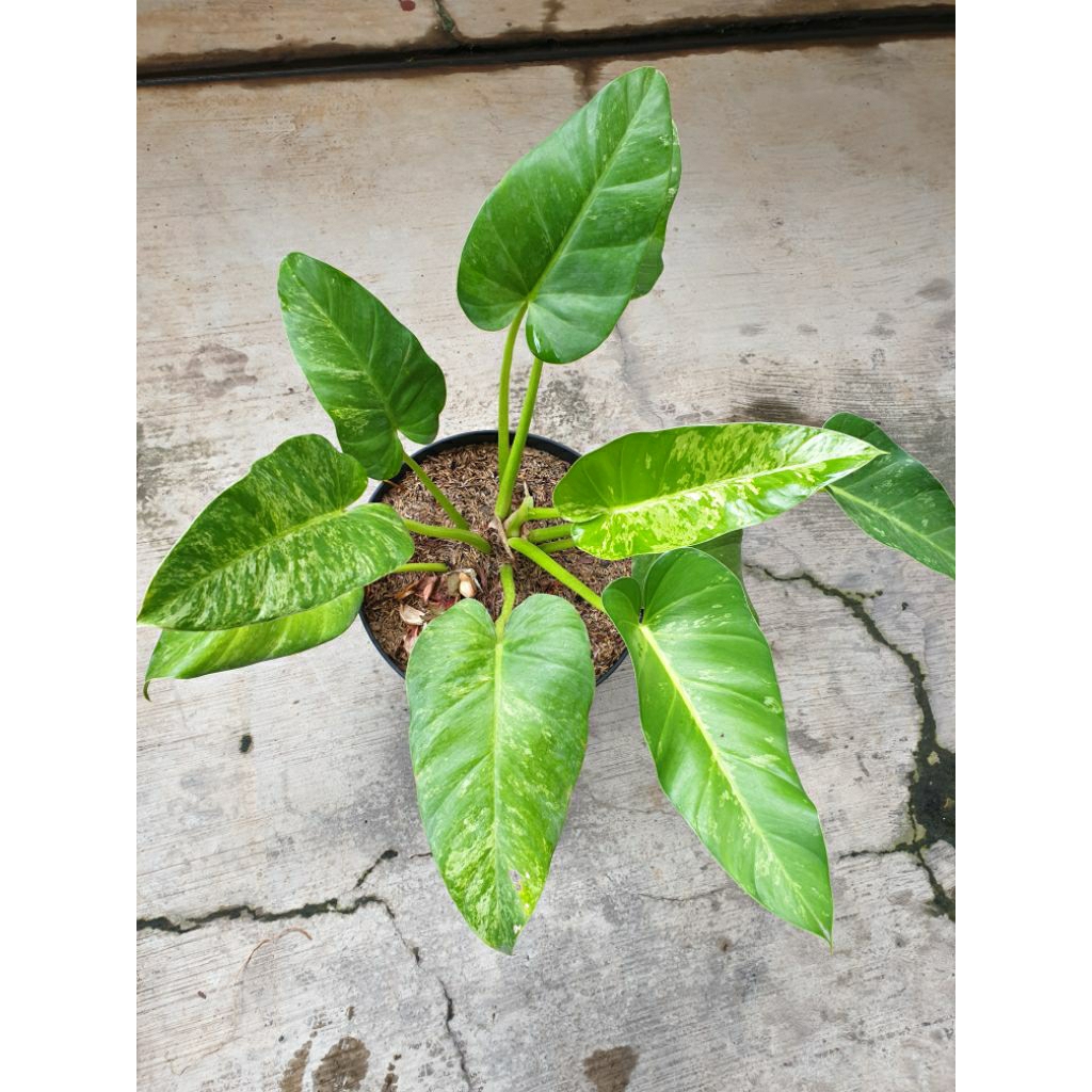 Tanaman Hias Philo Marble Giganteum Varigata