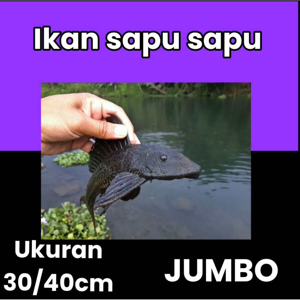 ikan sapu sapu jumbo 30/40cm pembersih kolam ikan hias