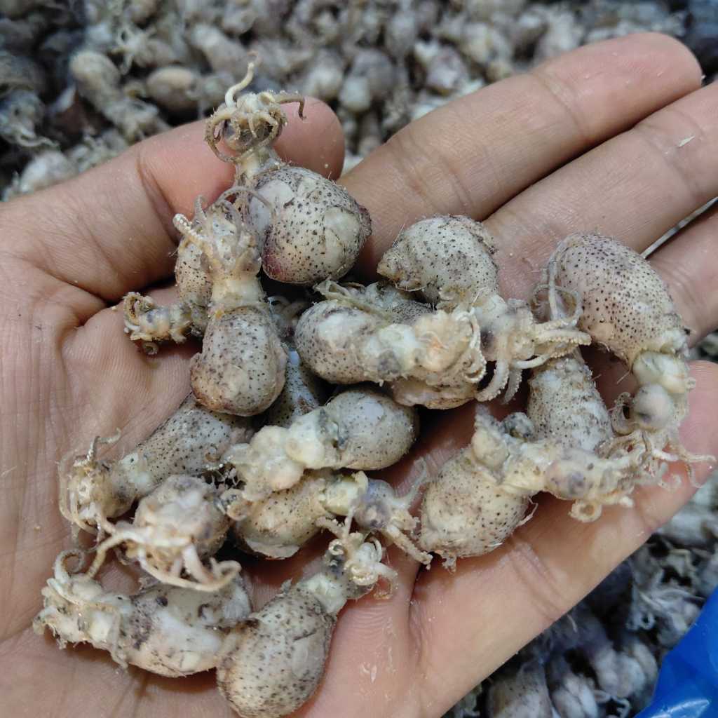 Baby cumi telur kering khas Tanjung balai kualitas super premium 1 kg