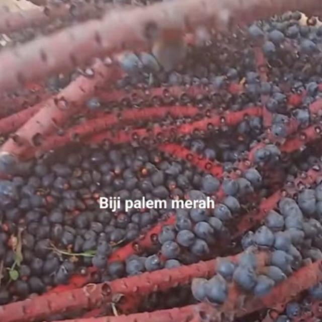 Biji palem merah - benih palem merah 20 pcs