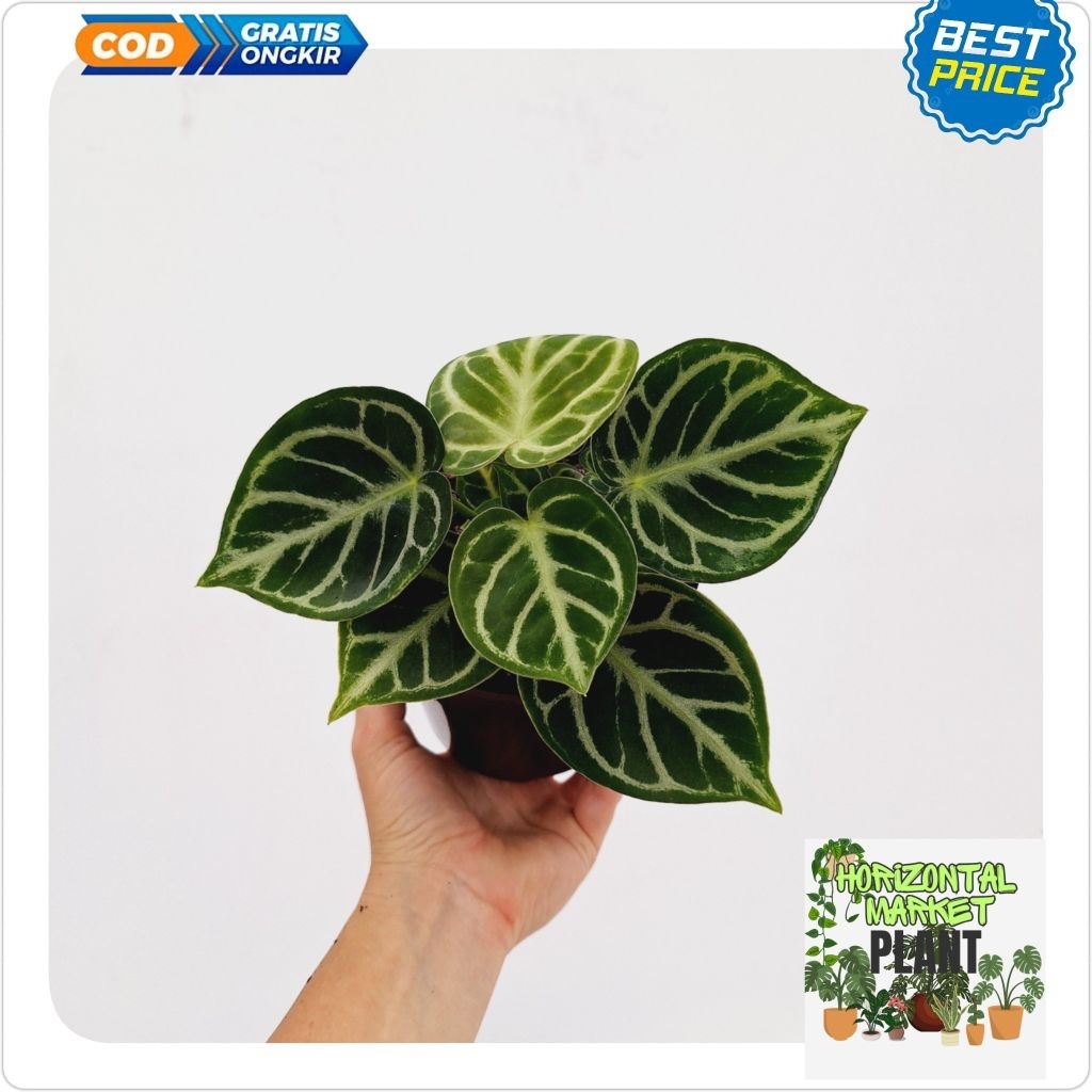 Anthurium kuping gajah Dorayaki - tanaman kuping gajah dorayaki