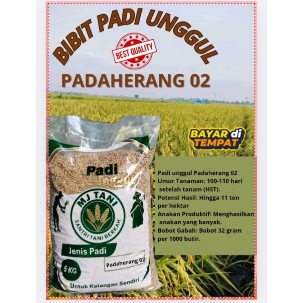 BENIH PADI UNGGUL PADAHERANG 02 KEMASAN 5 KG