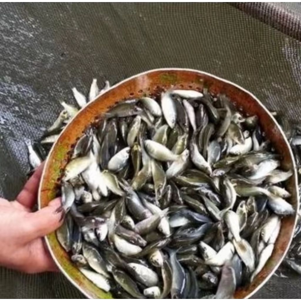 1 Liter Ikan Mas Pakan Hidup Ikan Predator