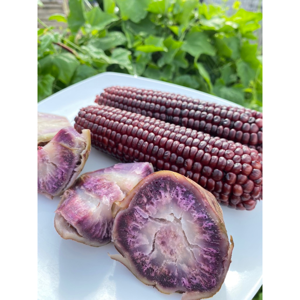 UBI LURIK SAMARINDA MANIS PULEN EMPUR