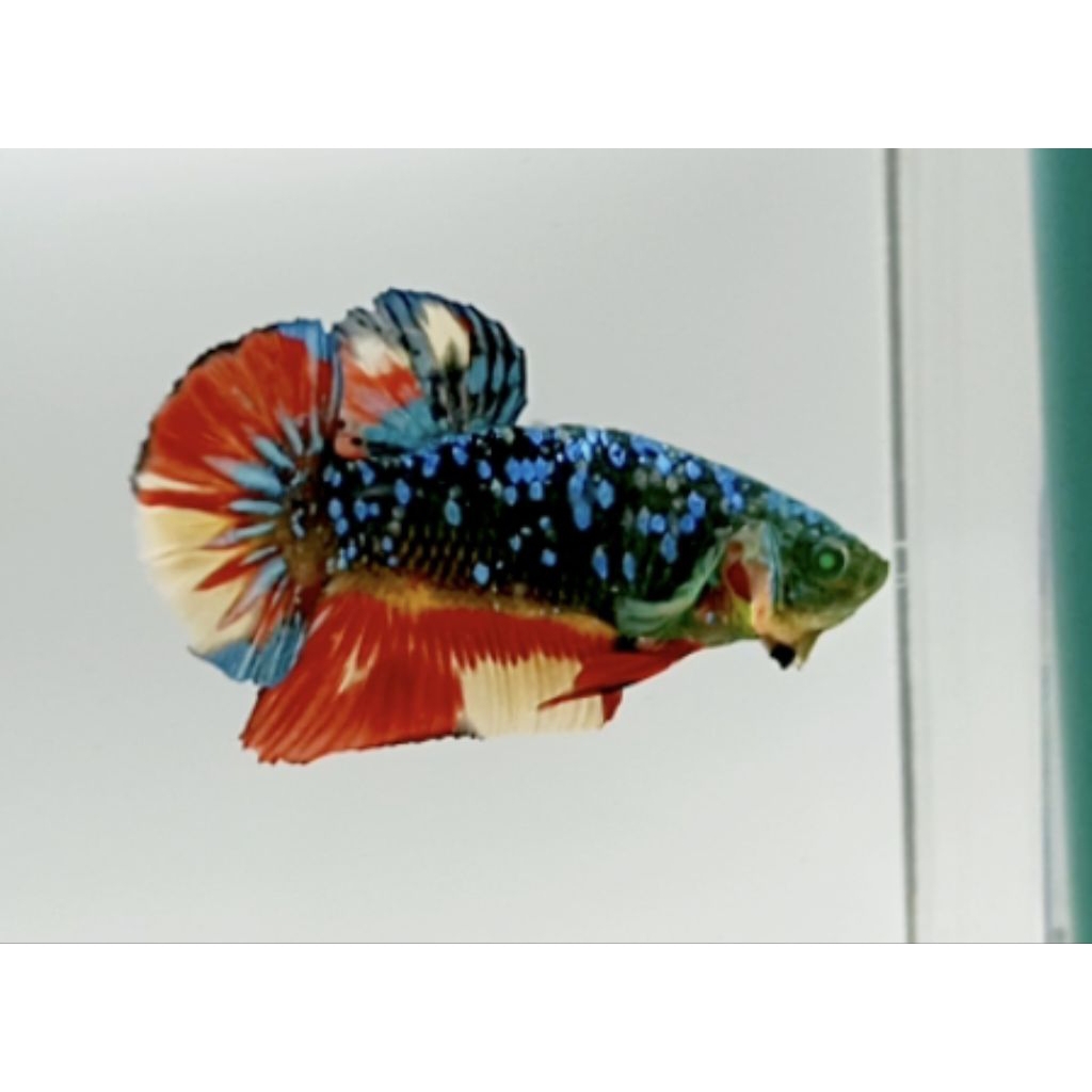 PLAKAT AVATAR GORDON NEMO HULK