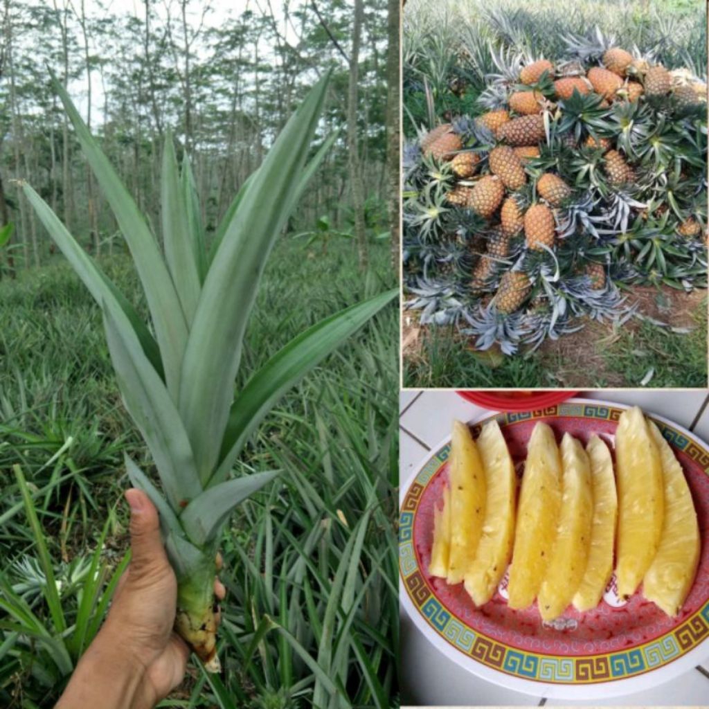 BISA COD 10 Bibit nanas madu jumbo/Nanas Bogor siap tanam