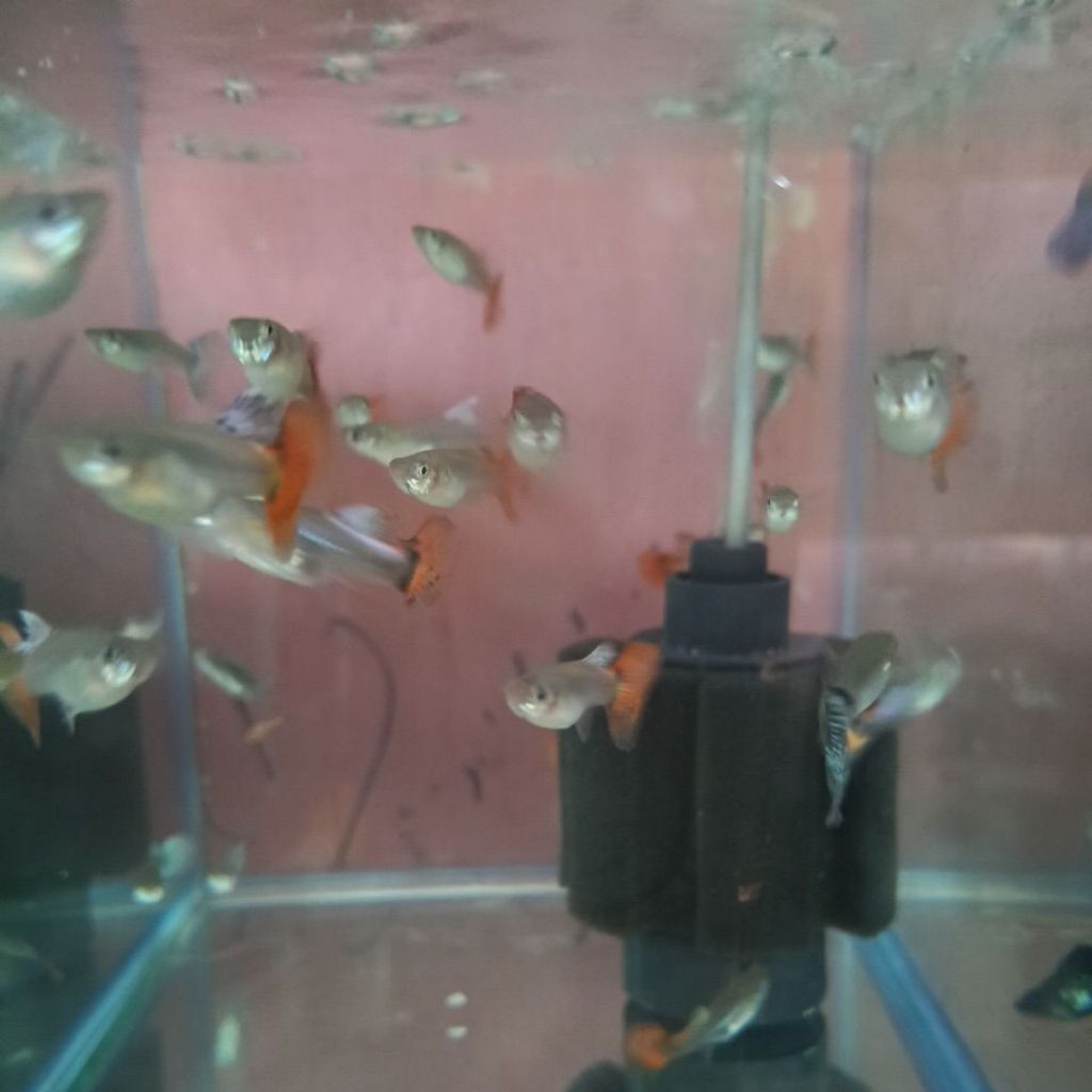 GUPPY FEMALE GUPPY BETINA GUPI GUPY