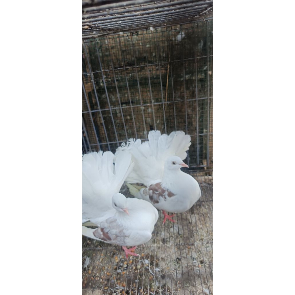 Burung kipas sepasang dewasa liar