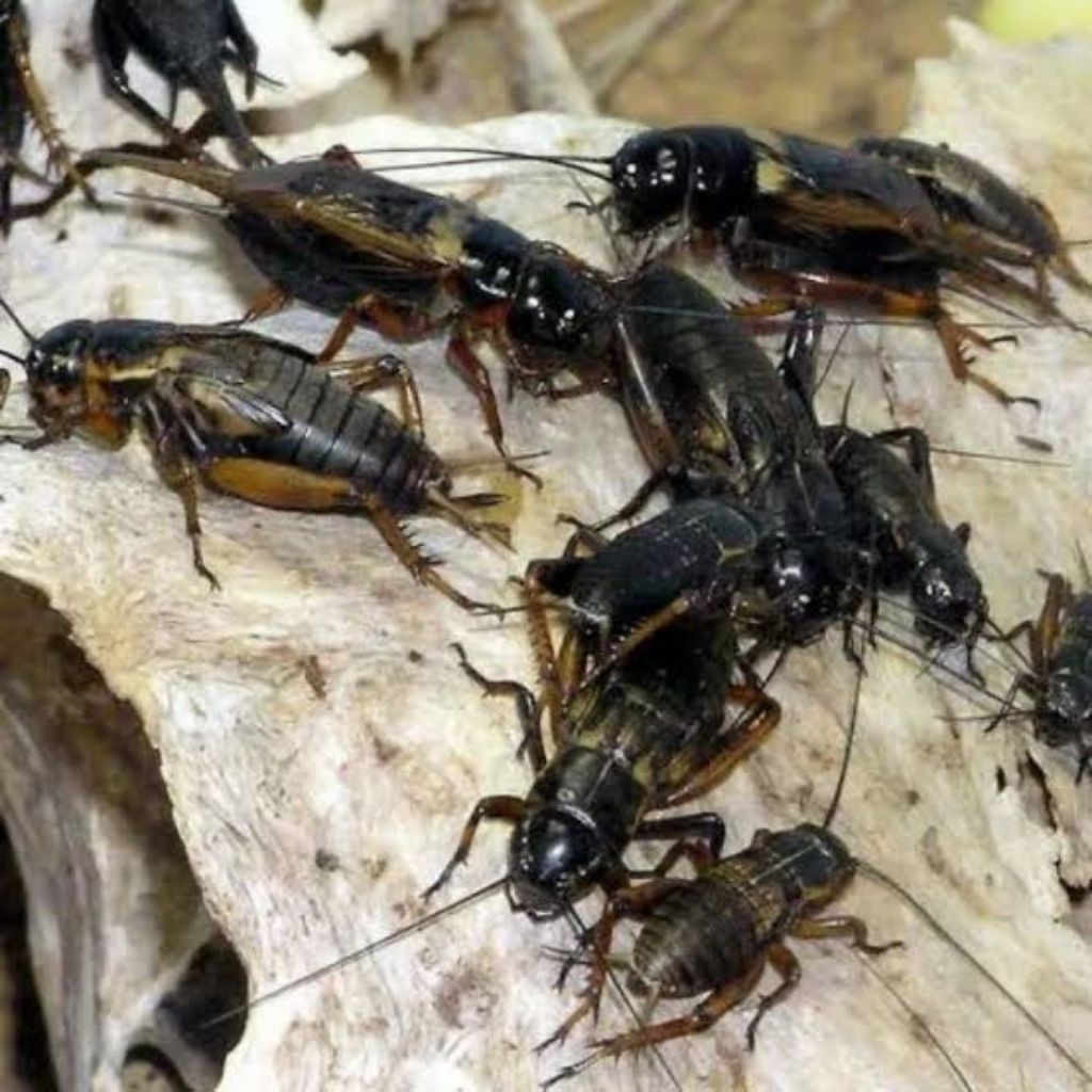 Jangkrik hidup karungan berat kotor 2 kg per karung