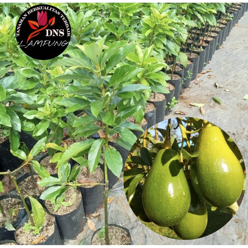 Bibit Alpukat Lilin Singkawang Batang Besar 80cm'an