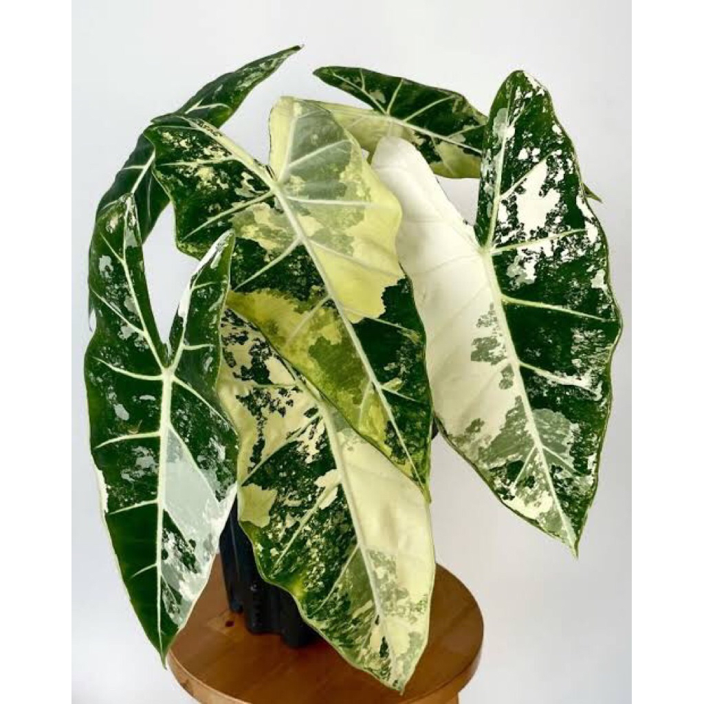 alocasia frydek varigata anakan