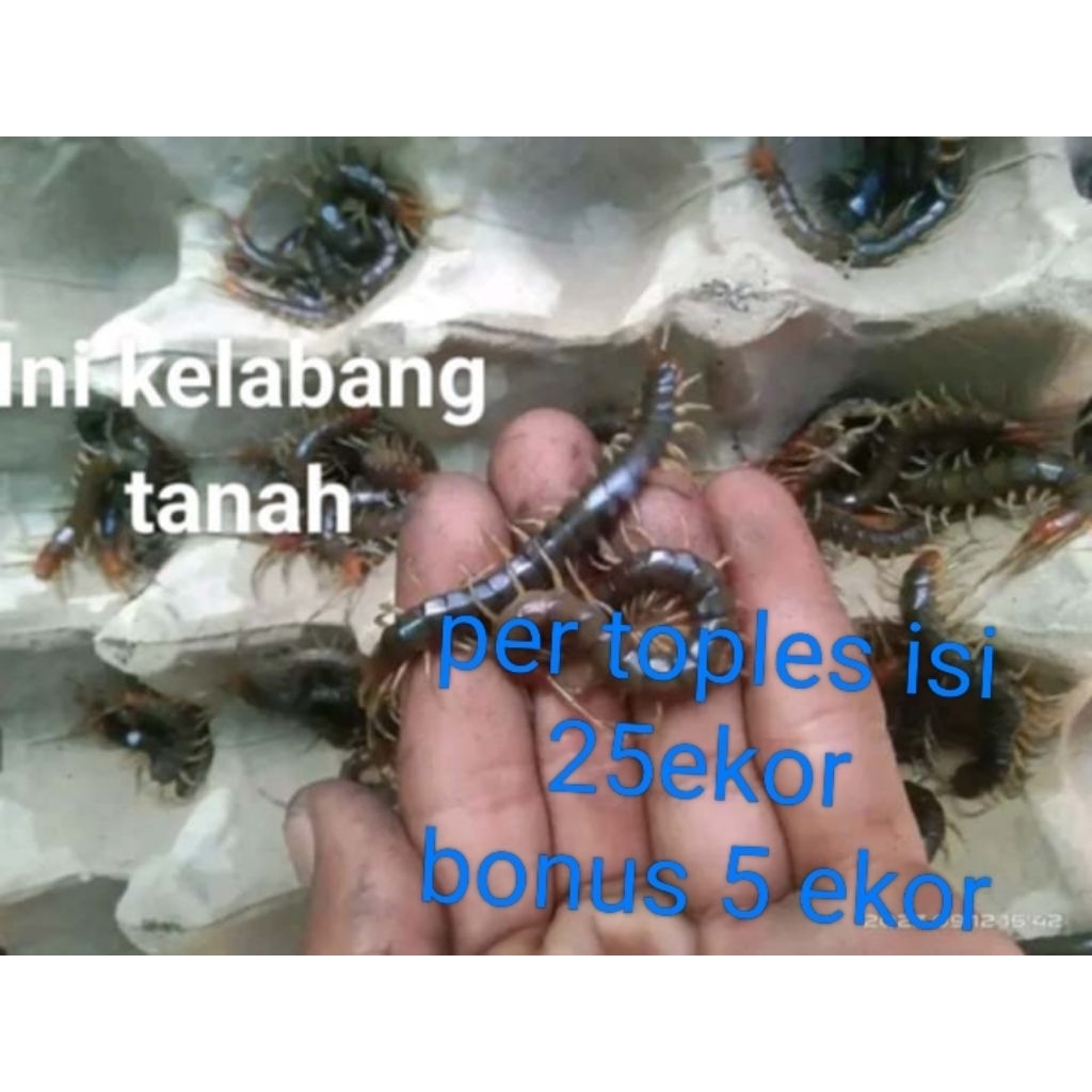 kelabang hidup pakan arwana & burung murai