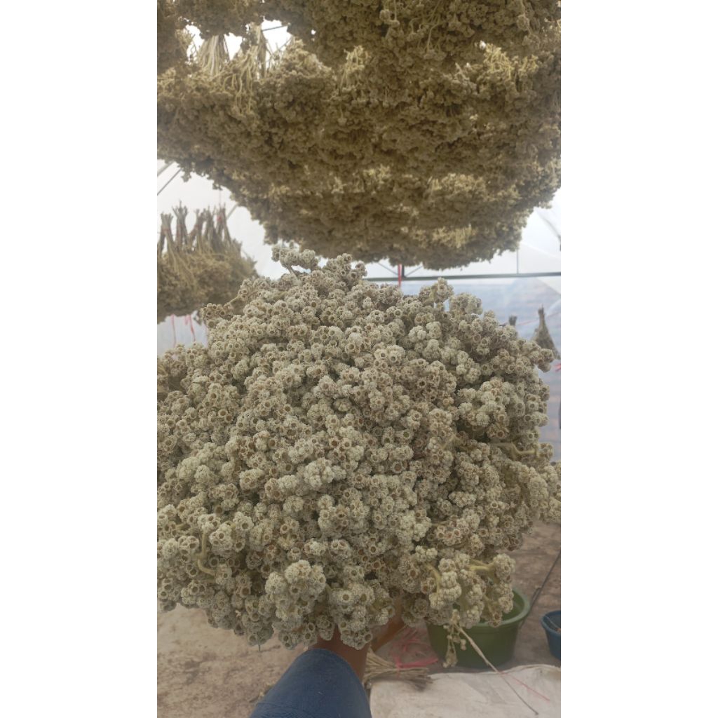 Edelweis bromo pilihan