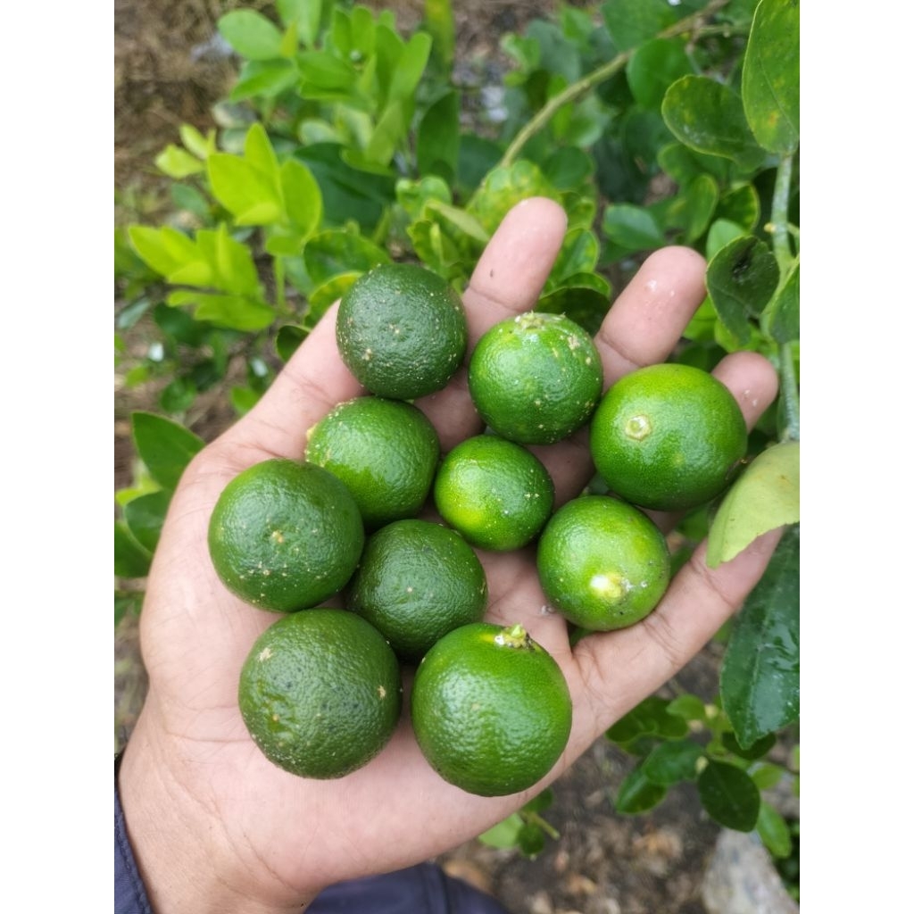 1 KG JERUK KASTURI / JERUK KUNCI / JERUK SONGKIT