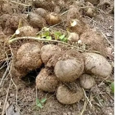 umbi gadung/gadung hutan 1 kg