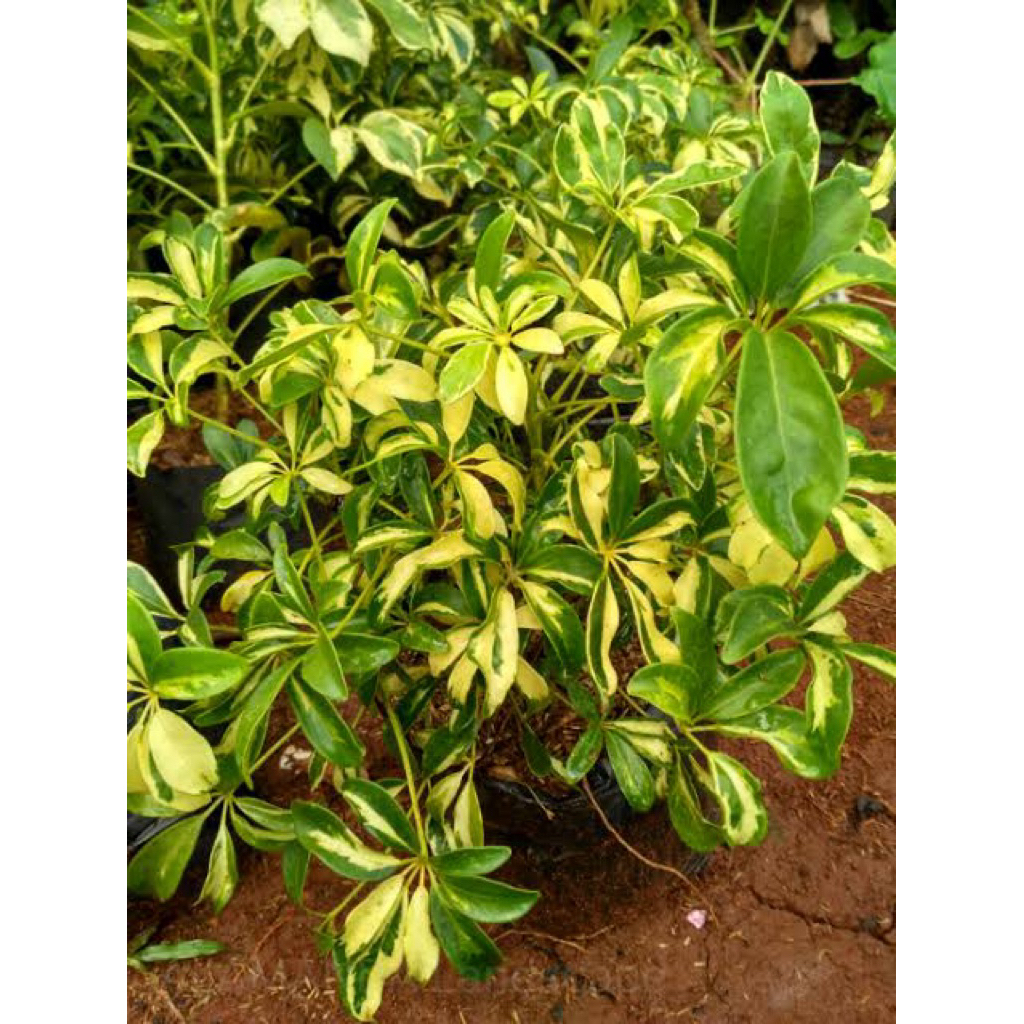 TANAMAN HIAS OUTDOOR WALISONGO DAUN VARIGATA