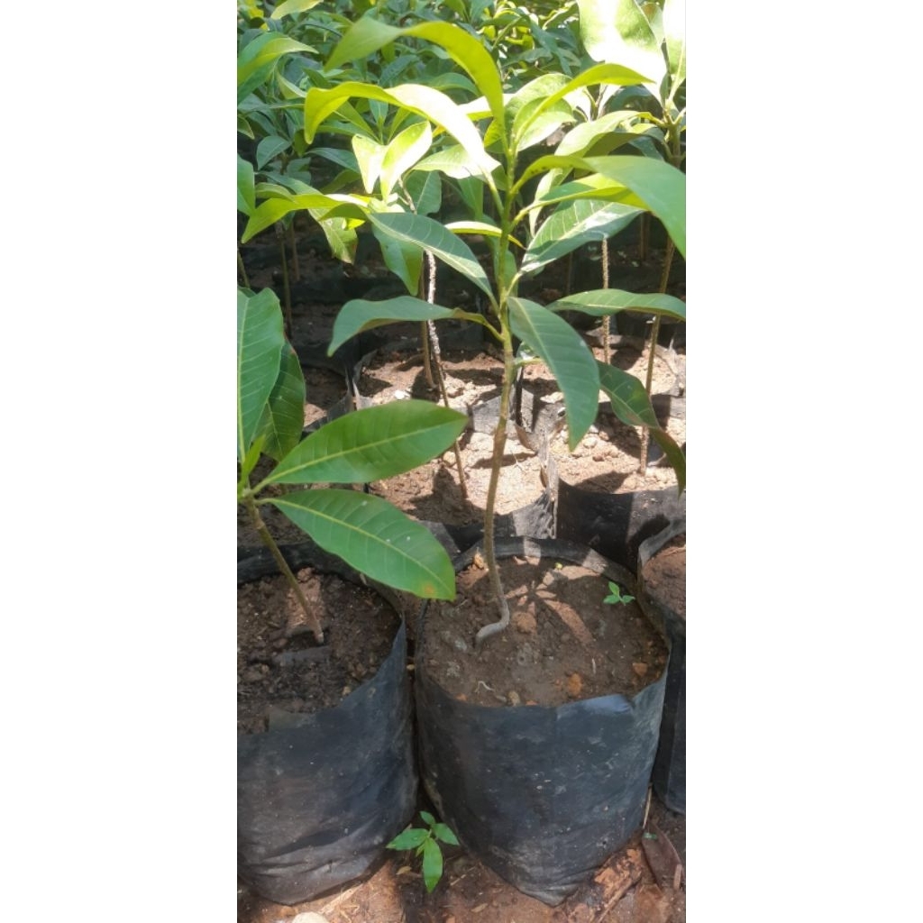 bibit buah abiu jumbo