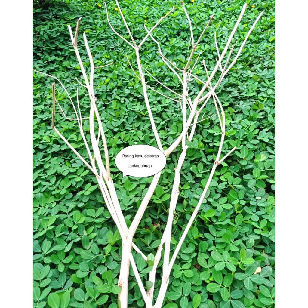 Ranting kayu dekorasi bercabang