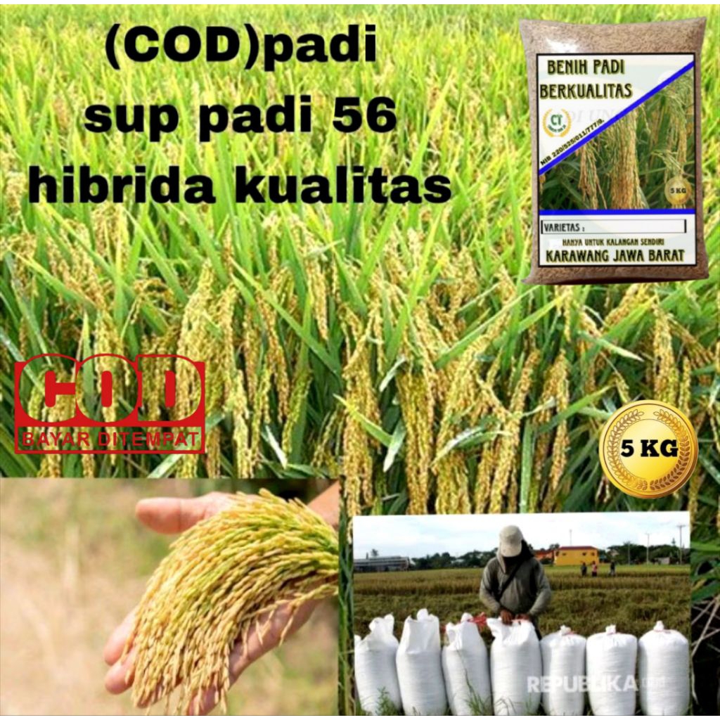 BENIH PADI SUPADI 56 HIBRIDA 5KG