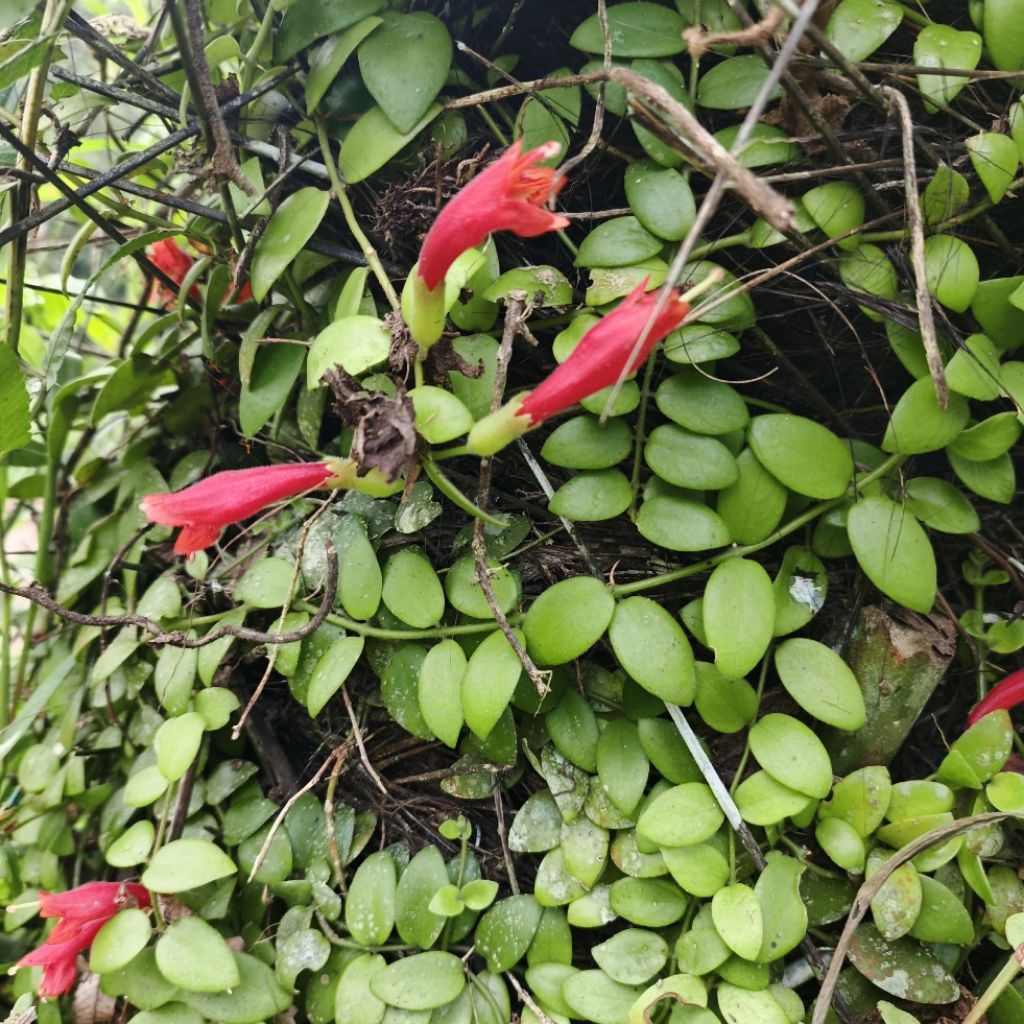 tanaman hias sisik naga bunga lipstik tanaman rambat gantung