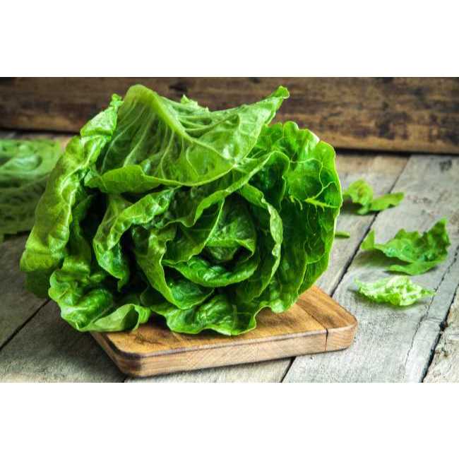 TERMURAH - Bibit Selada Green Romaine