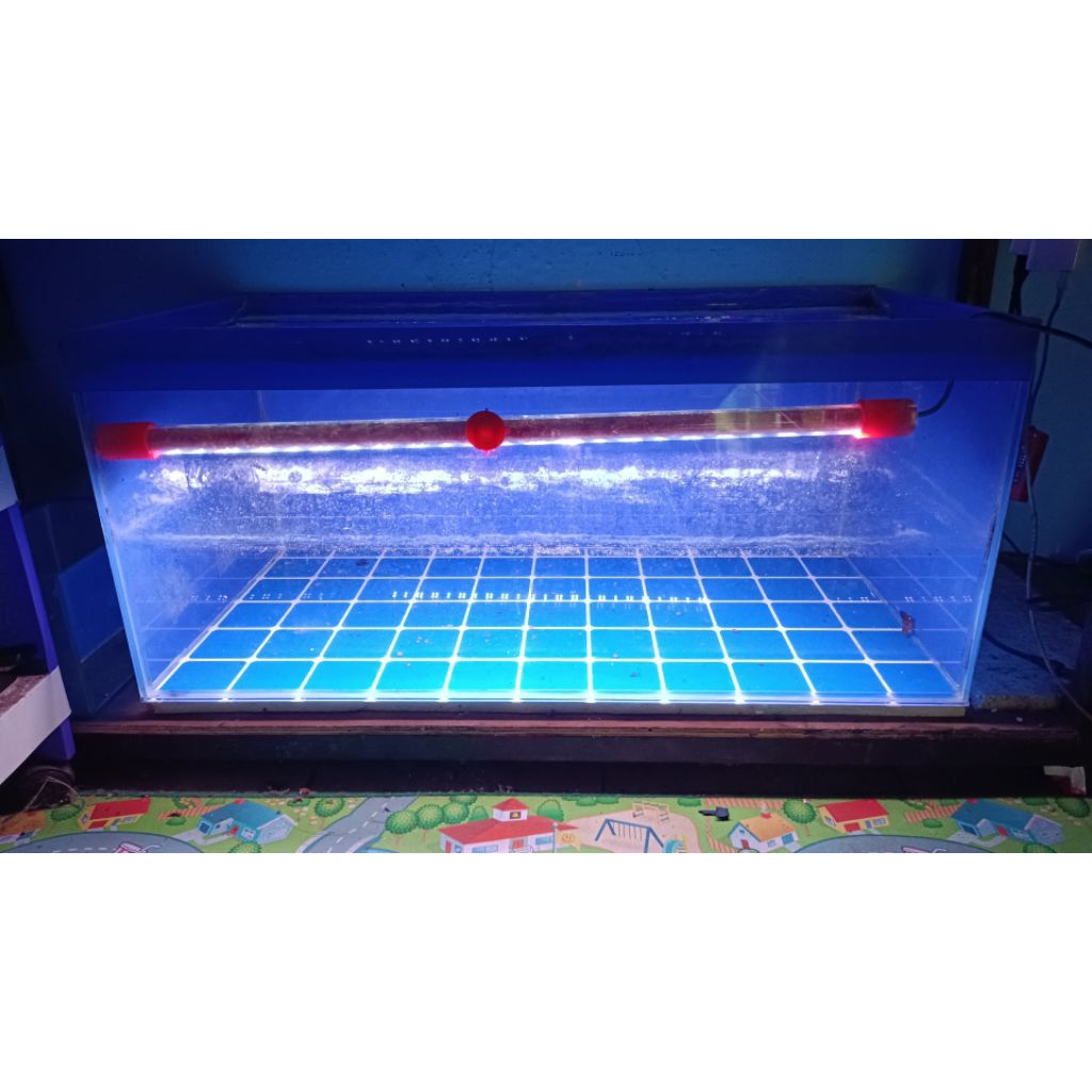 daun stewarti jumbo,27,cm,up