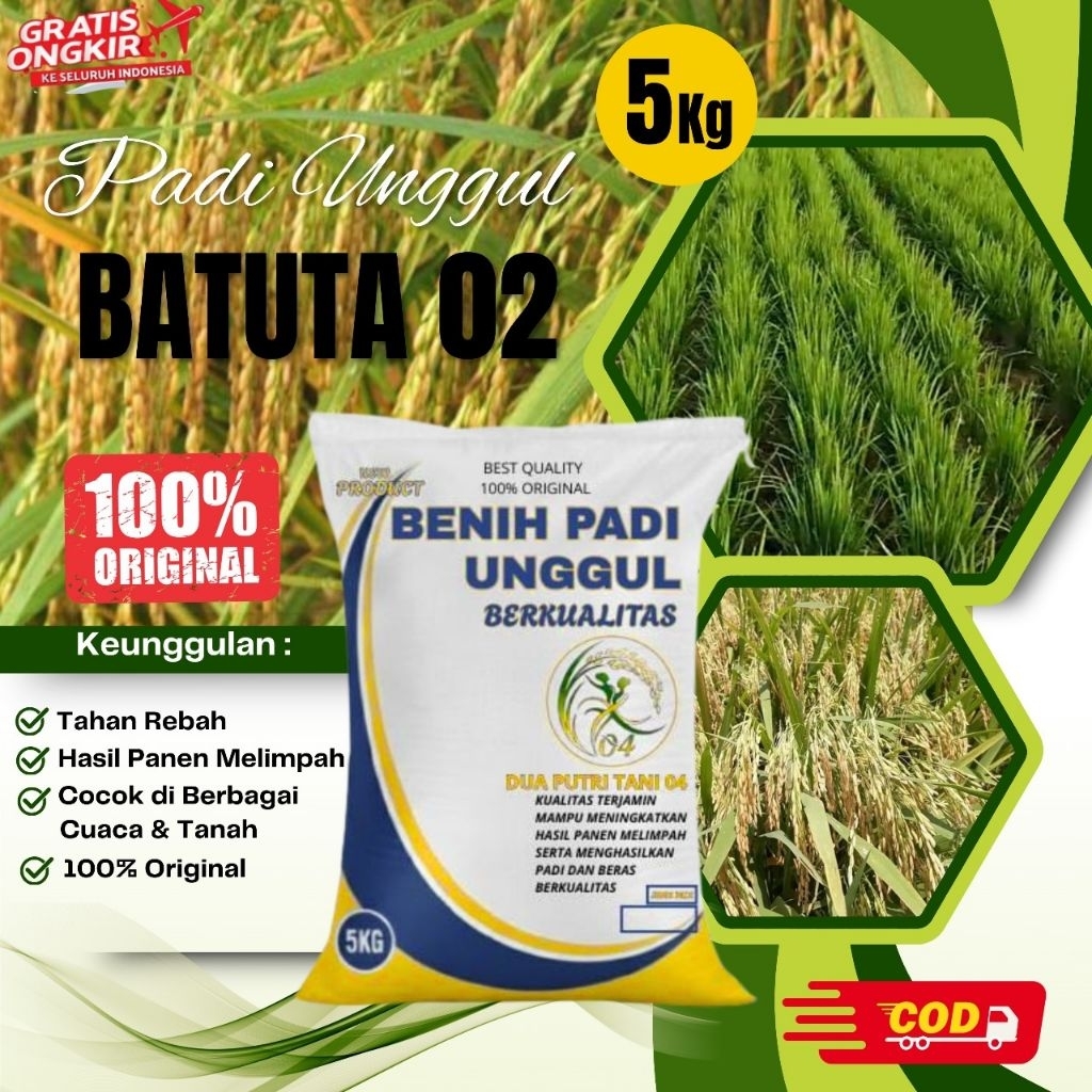 bibit PADI BATUTA 02 kemasan 5kg