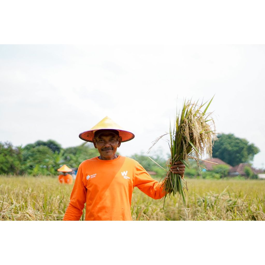 benih padi hibrida P-05 unggulan original MAPAN 05