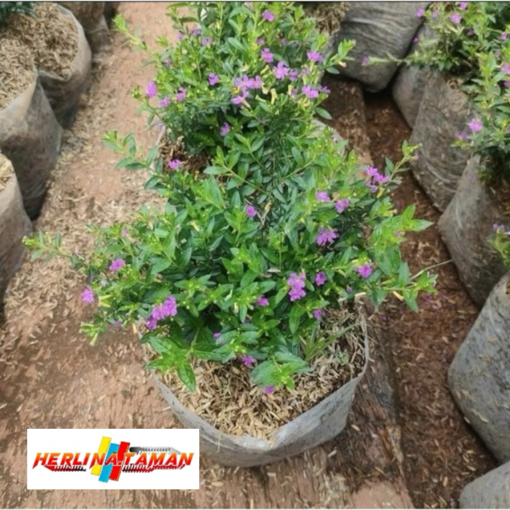 Pohon Taiwan Beauty Bunga Ungu Tanaman Hias Taiwan Beauty Ungu