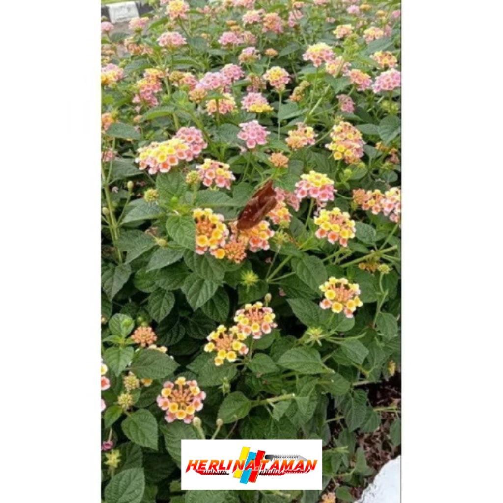 tanaman hias lantana mikro