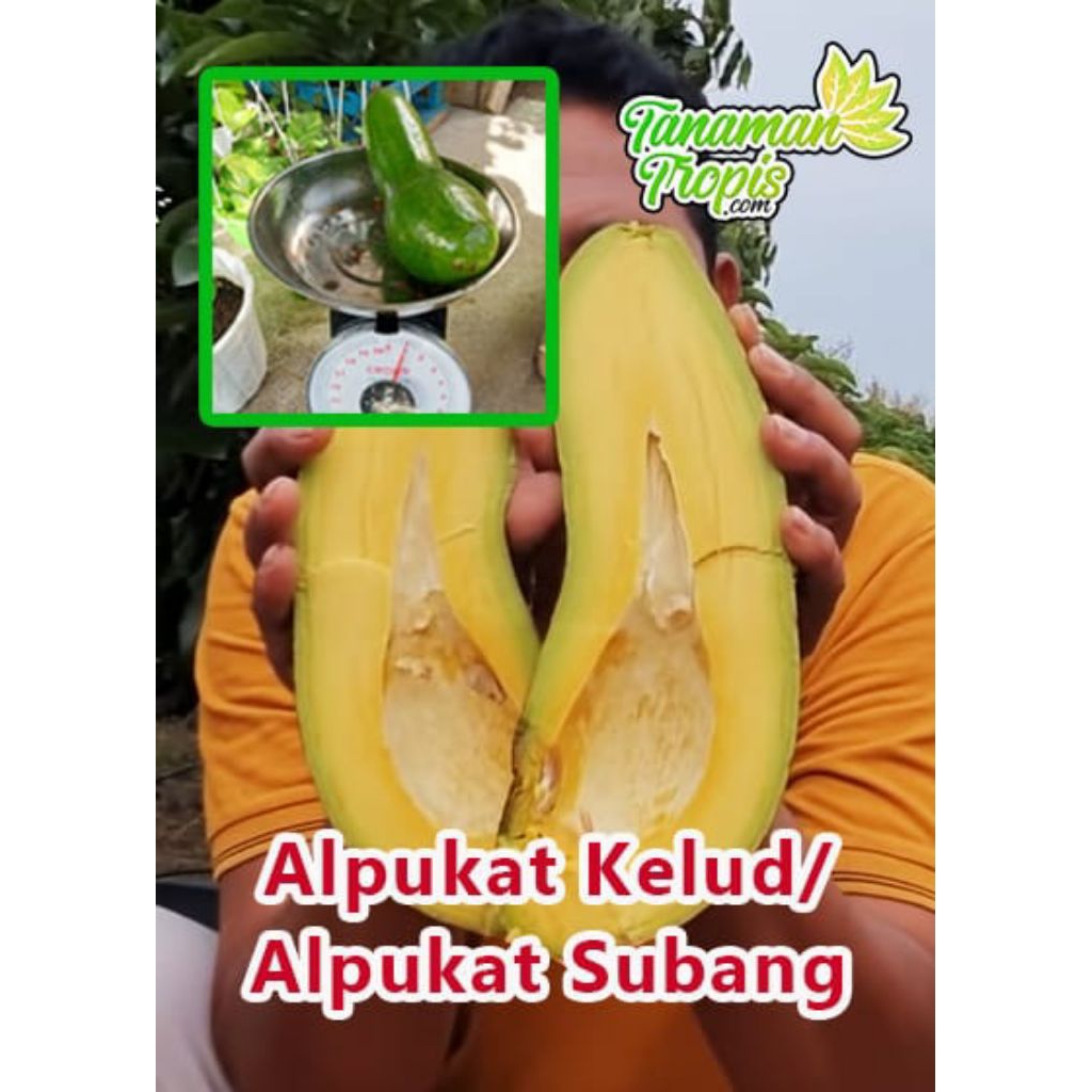bibit alpukat Kelud batang besar