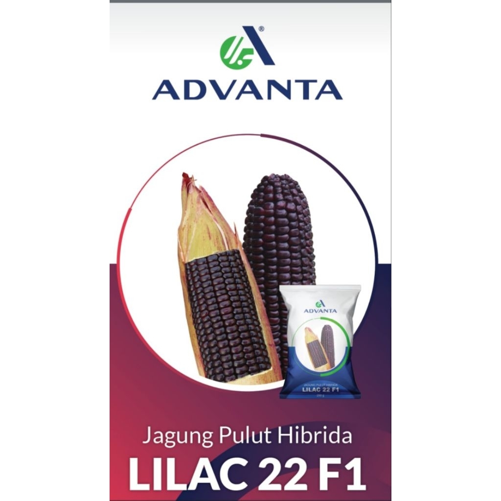 Benih Jagung Pulut Hibrida LILAC 22 F1 / Jagung Ketan