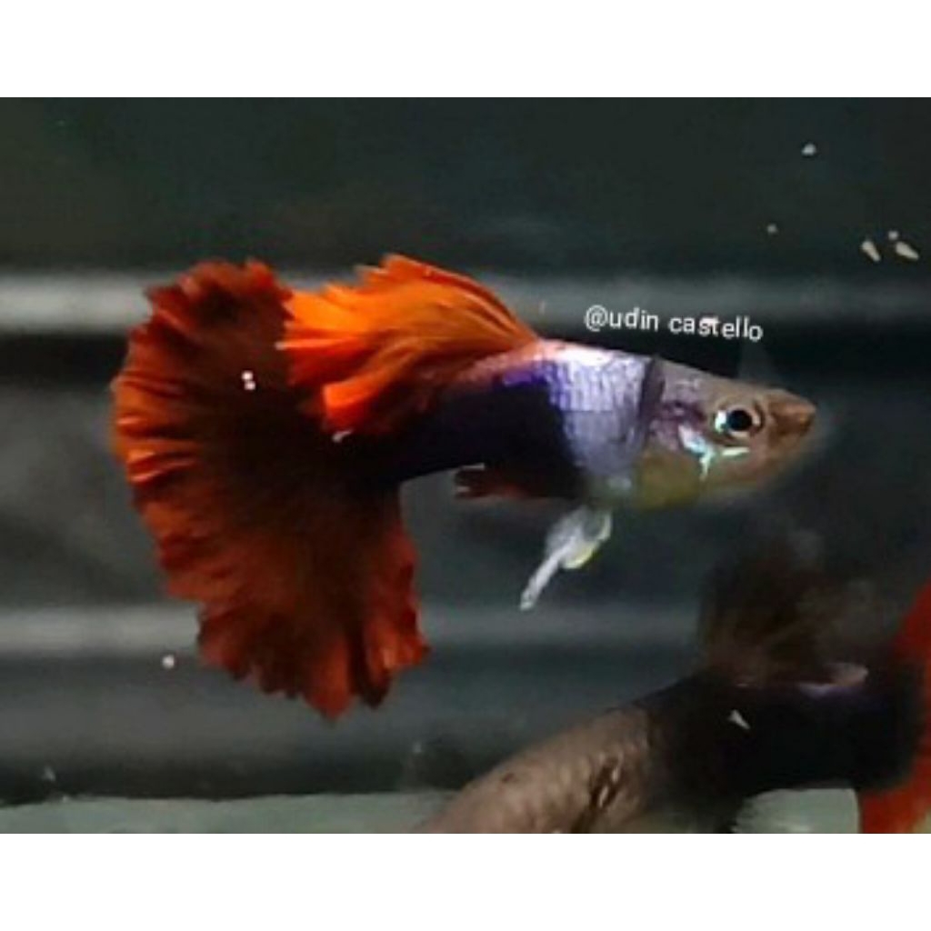 sticker Guppy silverado Hb red rosetail