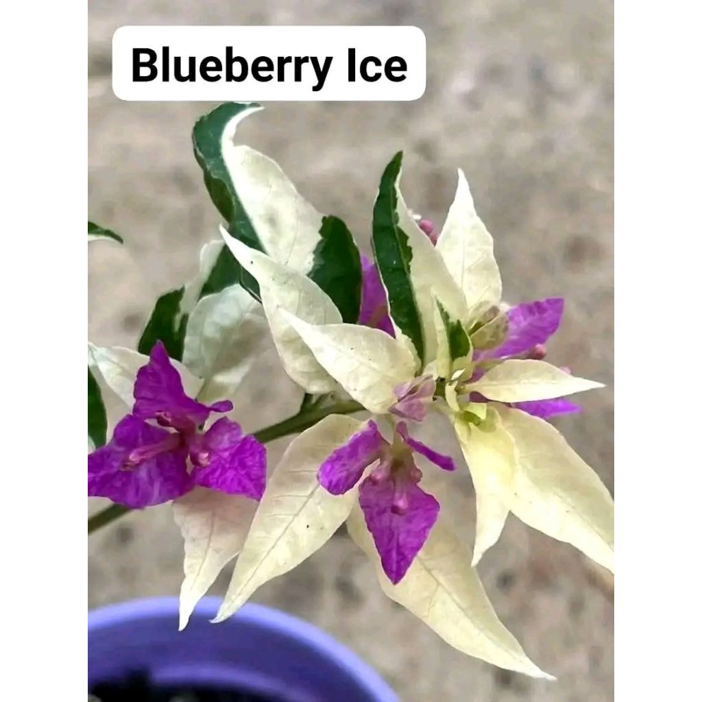 bibit super bougenville blueberry ice