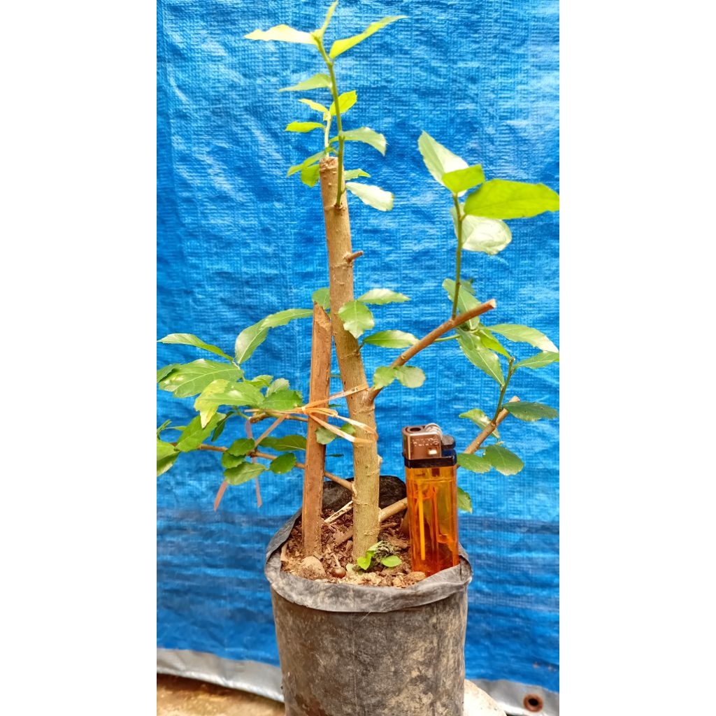 bahan bonsai serut /bibit serut