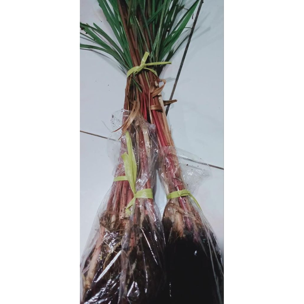 Bibit Serai Merah / serai wangi / bibit berkualitas
