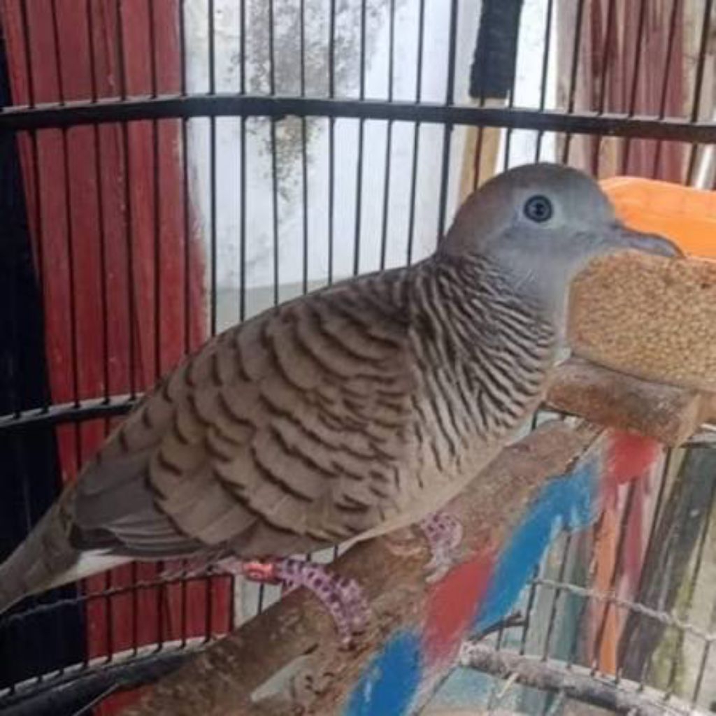 Burung Perkutut Bangkok Gacoran
