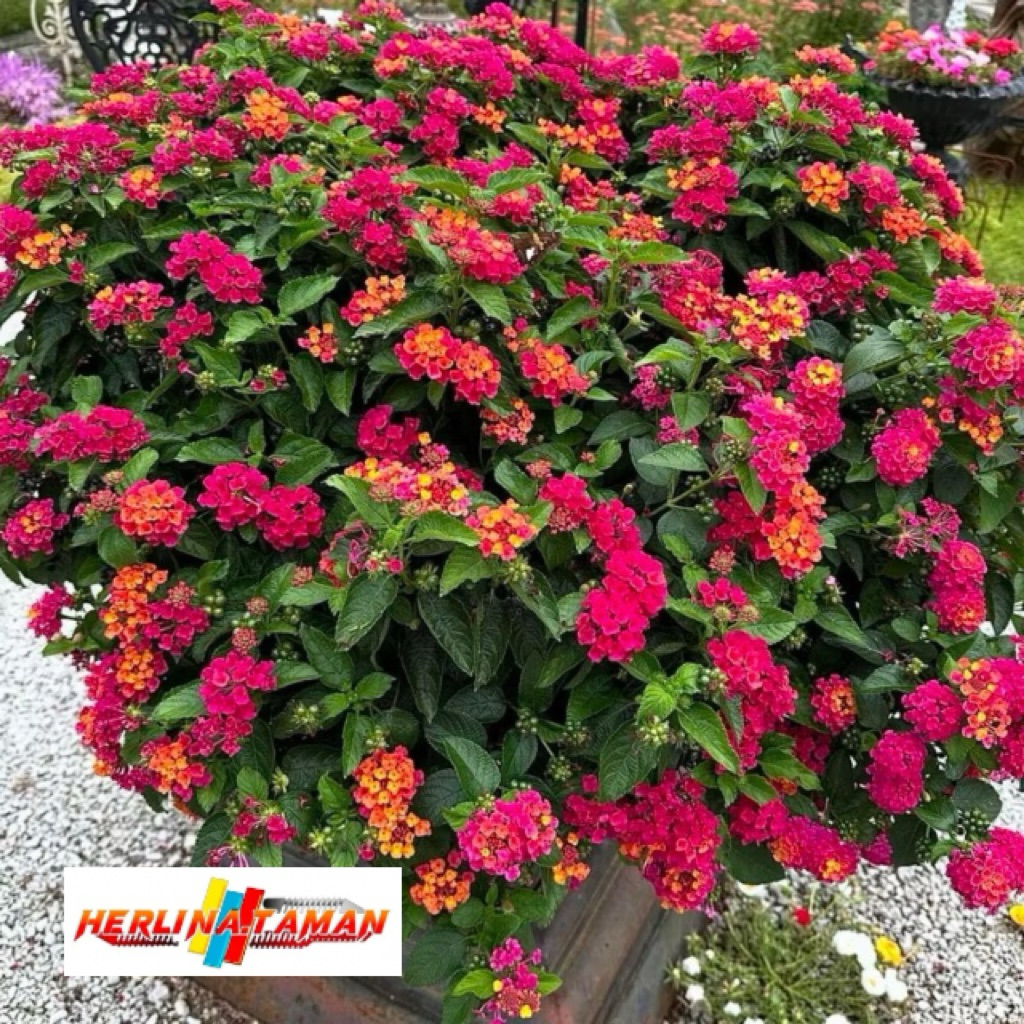Tanaman Hias Bunga Lantana - Bibit Pohon Bunga Lantana - tanaman hias lantana Sailara tembelekan