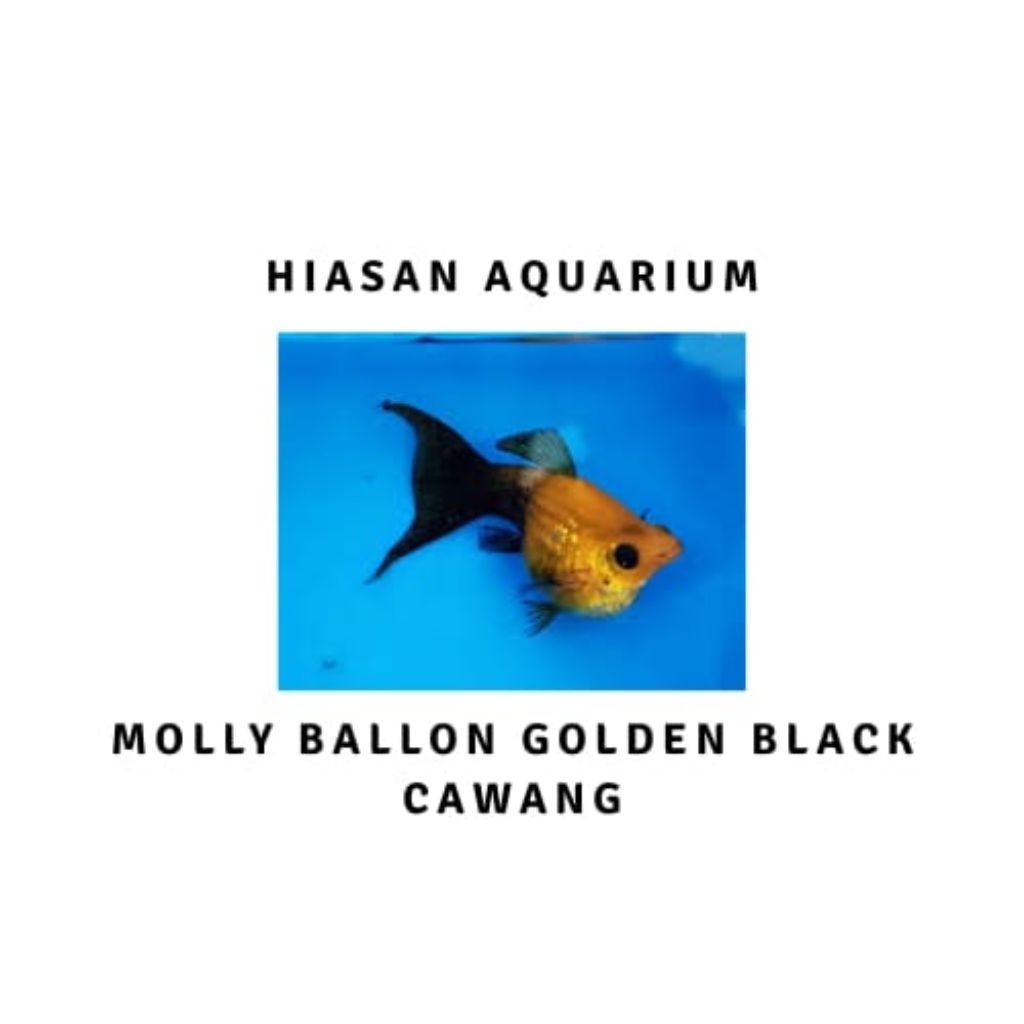 HIASAN AQUARIUM MOLLY BALON GOLDEN BLACK CAWANG