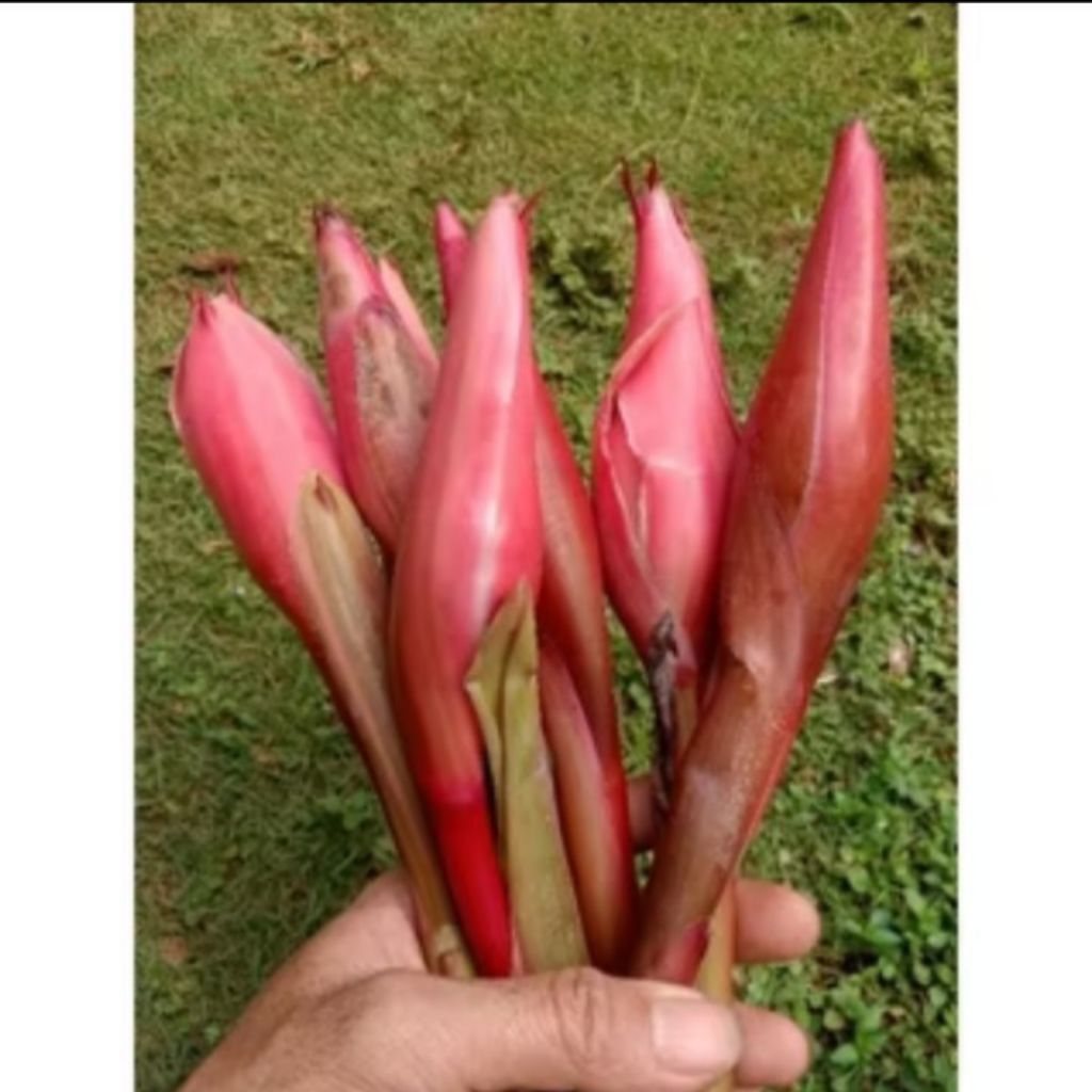 Kecombrang Merah segar bunga kecombrang merah, bunga honje laka Bongkot kecombrang merah segar