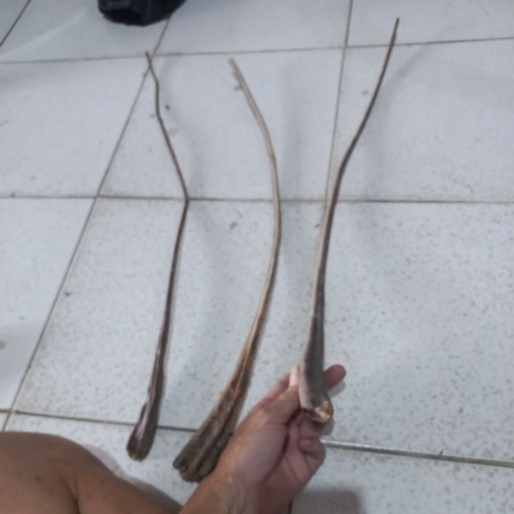 Buntut Ekor Pari sdh kering