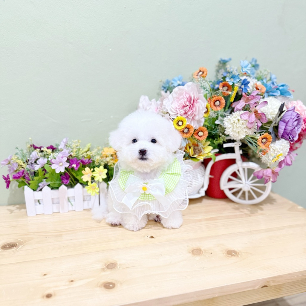 korean mini bichon frise male size super kecil bloodline import korea bukan poodle maltese shihtzu m