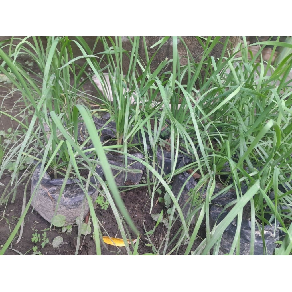 Tanaman / Bibit Kucai ORGANIK