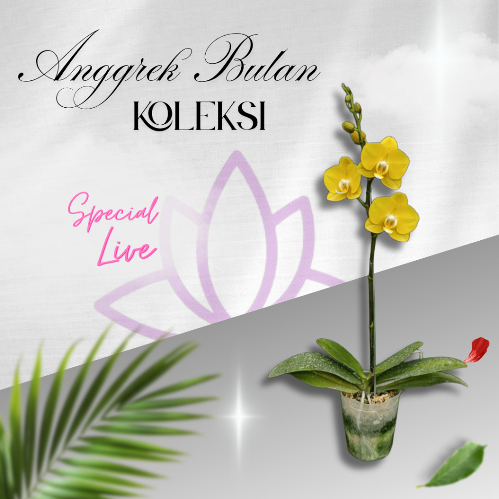 ANGGREK BULAN MINI