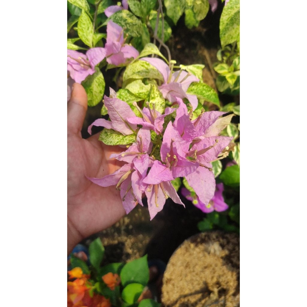 Bibit Bougenville Bangkok Ungu Varigata