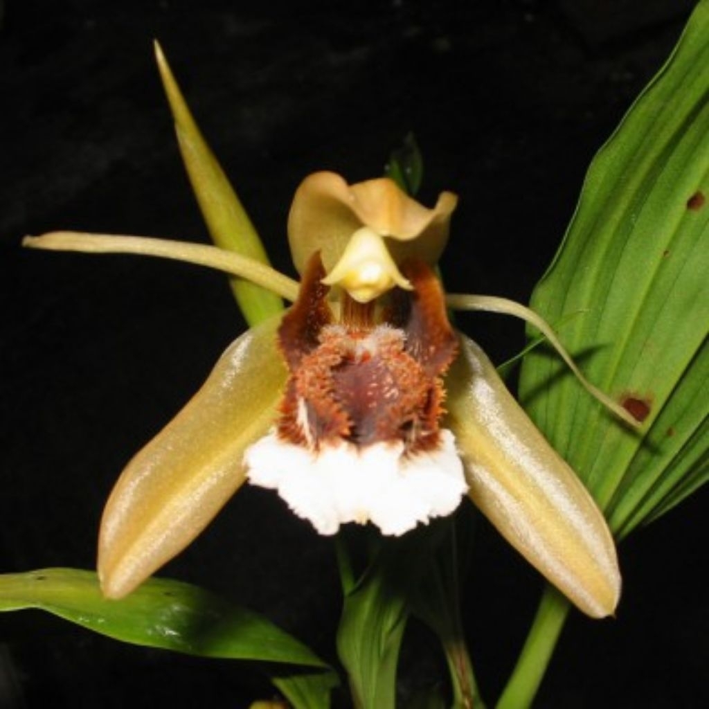Anggrek coelogyne speciosa