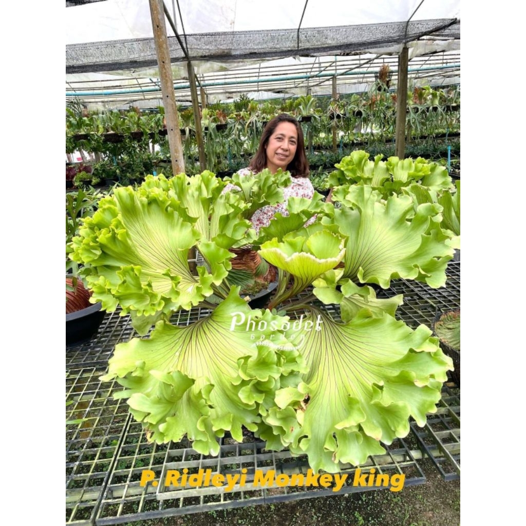 Platycerium Ridleyii Monkey king