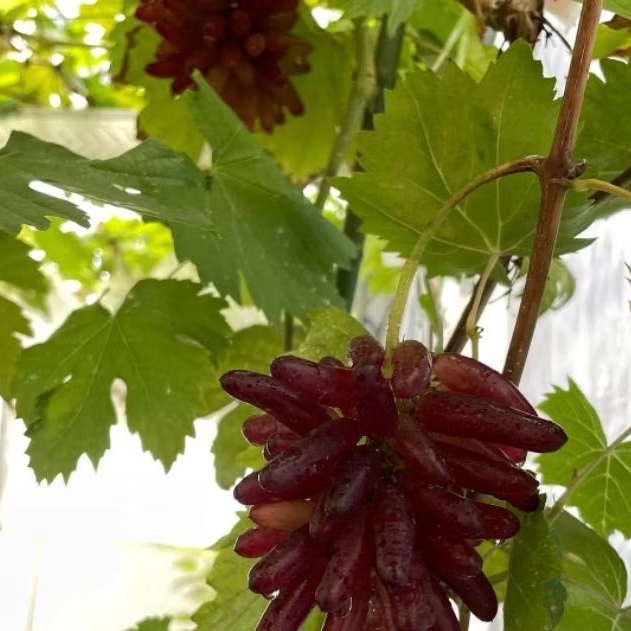 Bibit anggur import varietas hallowen Anggur Jari Valid