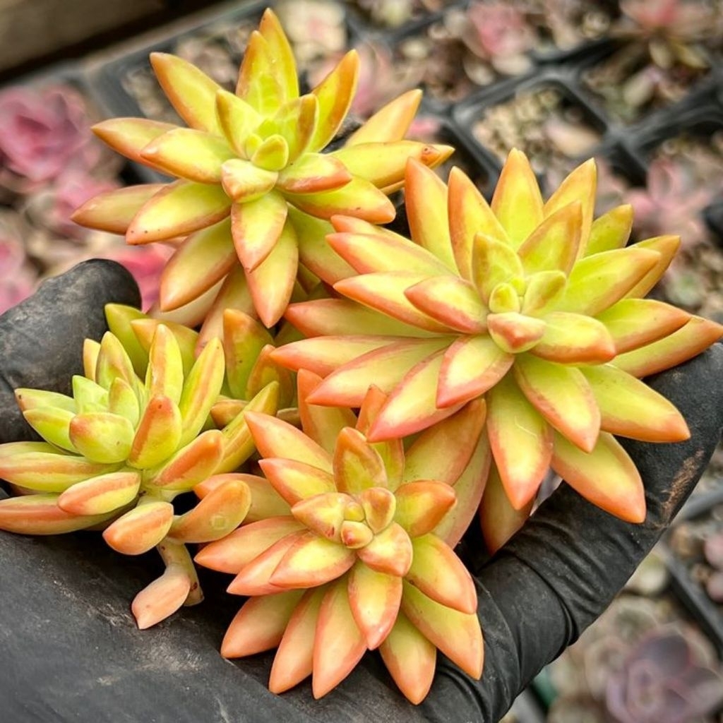 Sukulen Sedum Nussbaumerianum