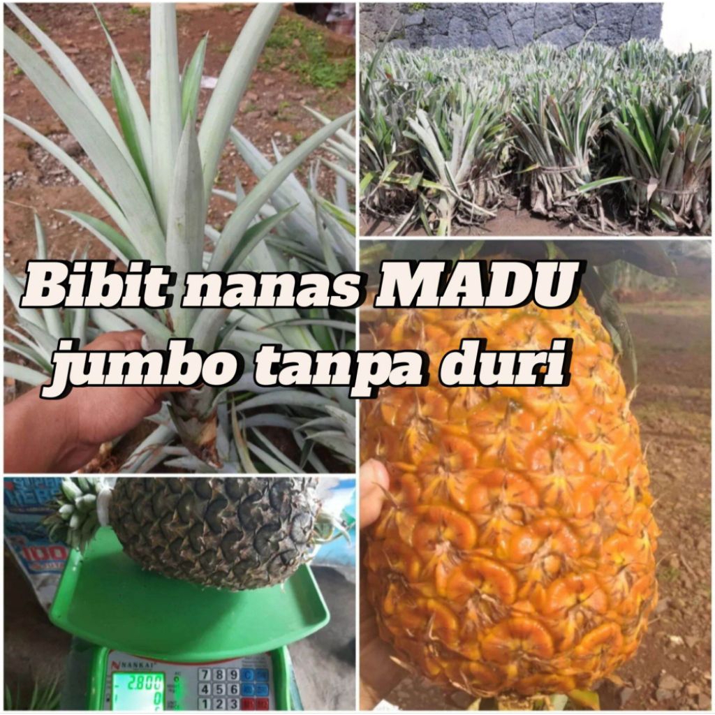 Bibit Nanas Madu Jumbo Tanpa Duri